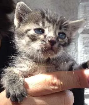 Gato raça SRD idade Abaixo de 2 meses nome Léo