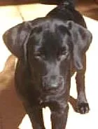 Cachorro raça indefinida idade 2 a 6 meses nome não sei