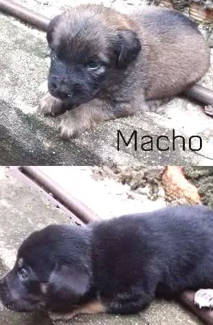 Cachorro raça SRD idade Abaixo de 2 meses nome Filhotes