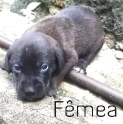 Cachorro raça SRD idade Abaixo de 2 meses nome Filhotes
