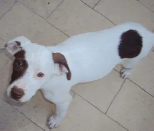 Cachorro raça vira lata idade 4 anos nome Sandy