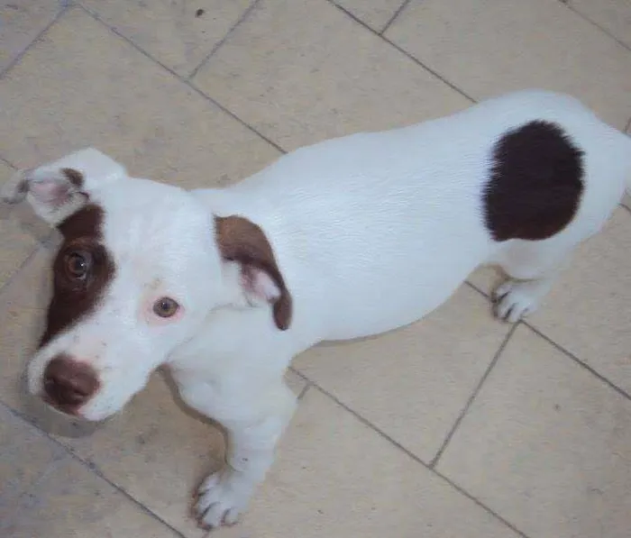 Cachorro ra a vira lata idade 4 anos nome Sandy