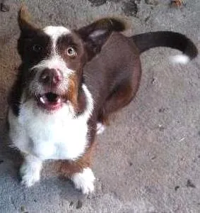 Cachorro ra a Vira lata com Fox Terrier idade 7 a 11 meses nome Velã