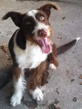 Cachorro ra a Vira lata com Fox Terrier idade 7 a 11 meses nome Velã