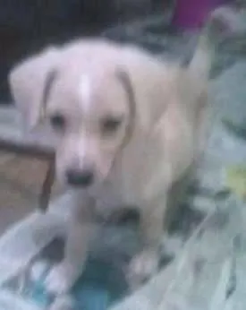 Cachorro ra a  idade Abaixo de 2 meses nome filhote