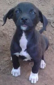 Cachorro raça sem raça definida idade 2 a 6 meses nome filhotes