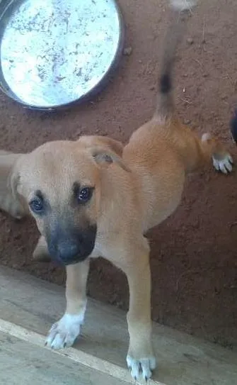 Cachorro ra a sem raça definida idade 2 a 6 meses nome filhotes