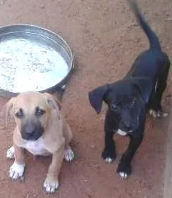 Cachorro ra a sem raça definida idade 2 a 6 meses nome filhotes