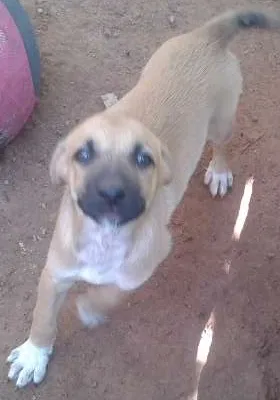Cachorro ra a sem raça definida idade 2 a 6 meses nome filhotes