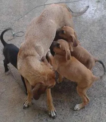 Cachorro ra a sem raça definida idade 2 a 6 meses nome filhotes