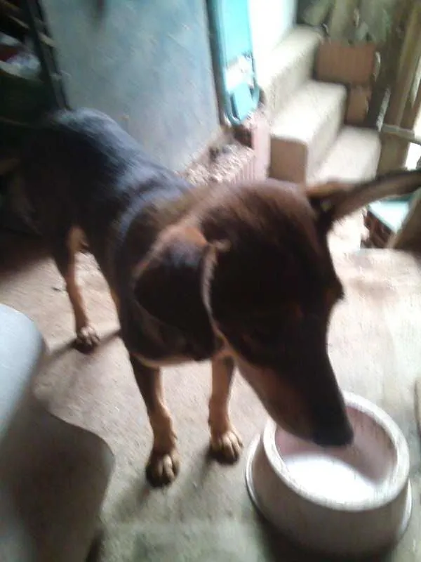 Cachorro raça vira lata idade 2 a 6 meses nome chelse,luna,bob,pluto