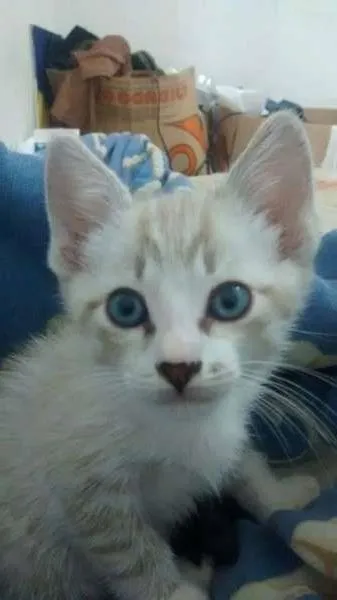 Gato ra a  idade Abaixo de 2 meses nome Zeus