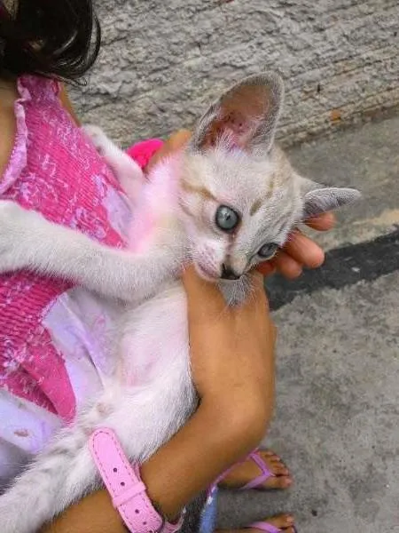 Gato ra a  idade Abaixo de 2 meses nome Capitu