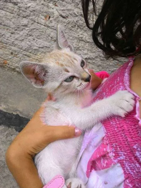 Gato ra a  idade Abaixo de 2 meses nome Capitu