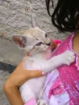 Capitu