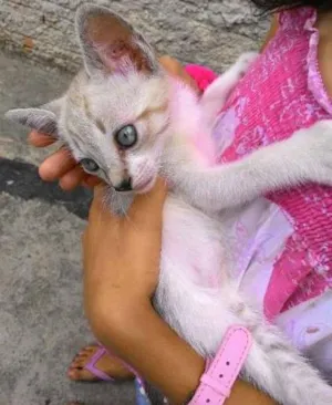 Gato raça  idade Abaixo de 2 meses nome Capitu