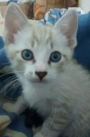 Gato raça  idade Abaixo de 2 meses nome Zeus