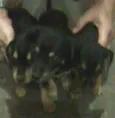 chelse,luna,bob,pluto