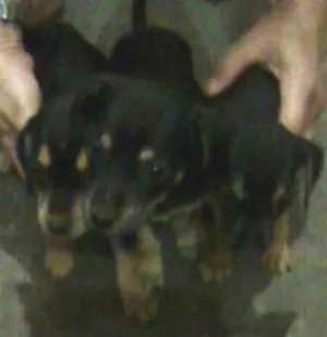Cachorro raça vira lata idade 2 a 6 meses nome chelse,luna,bob,pluto