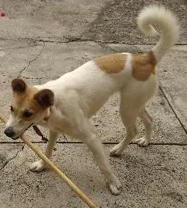 Cachorro raça SRD idade 7 a 11 meses nome Lola