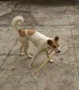 Lola