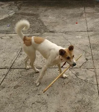 Cachorro raça SRD idade 7 a 11 meses nome Lola