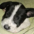 Snoop