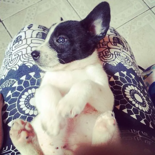Cachorro ra a Mistura idade 2 a 6 meses nome Snoop