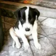 Snoop