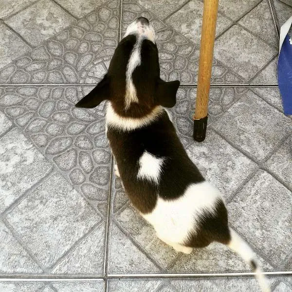 Cachorro ra a Mistura idade 2 a 6 meses nome Snoop