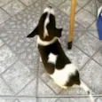 Snoop