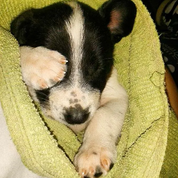 Cachorro ra a Mistura idade 2 a 6 meses nome Snoop