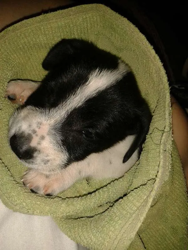 Cachorro ra a Mistura idade 2 a 6 meses nome Snoop