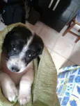 Snoop