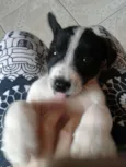 Snoop