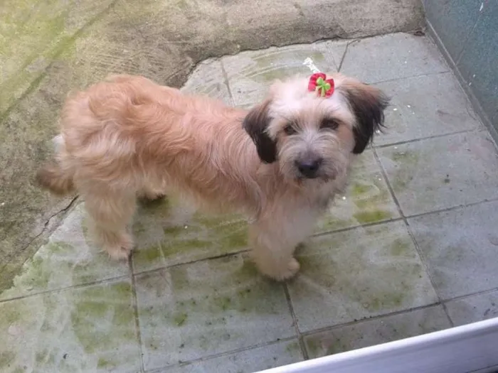 Cachorro ra a SRD idade 1 ano nome MENINA