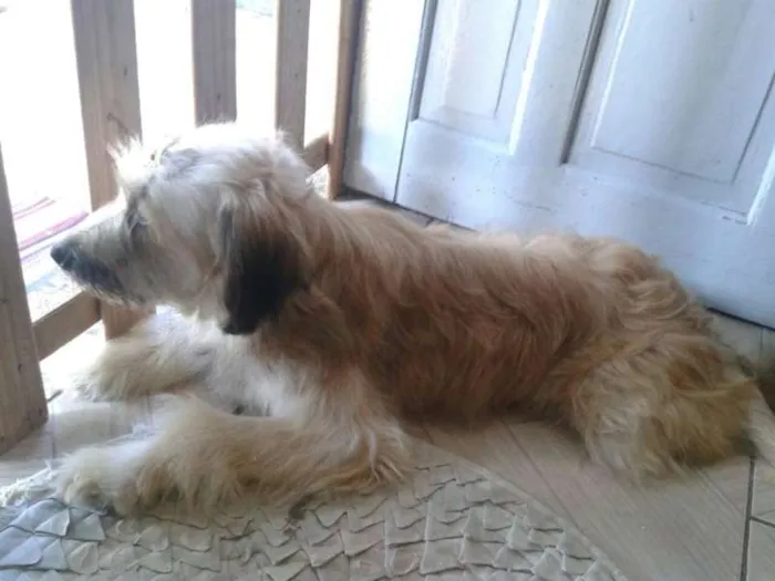 Cachorro ra a SRD idade 1 ano nome MENINA