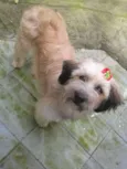 MENINA