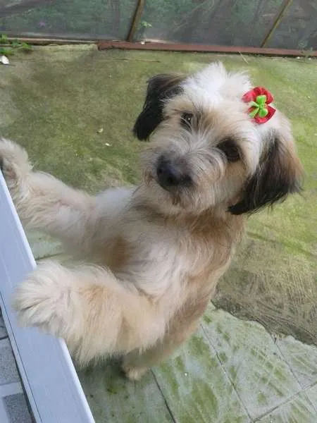 Cachorro ra a SRD idade 1 ano nome MENINA