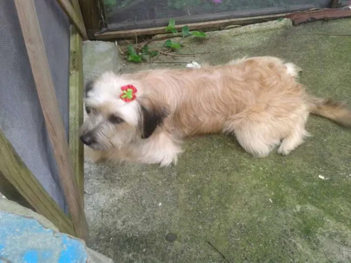 Cachorro ra a SRD idade 1 ano nome MENINA
