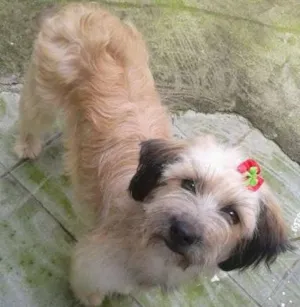 Cachorro raça SRD idade 1 ano nome MENINA