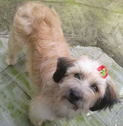 Cachorro ra a SRD idade 1 ano nome MENINA