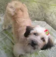MENINA