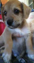 caramelinho