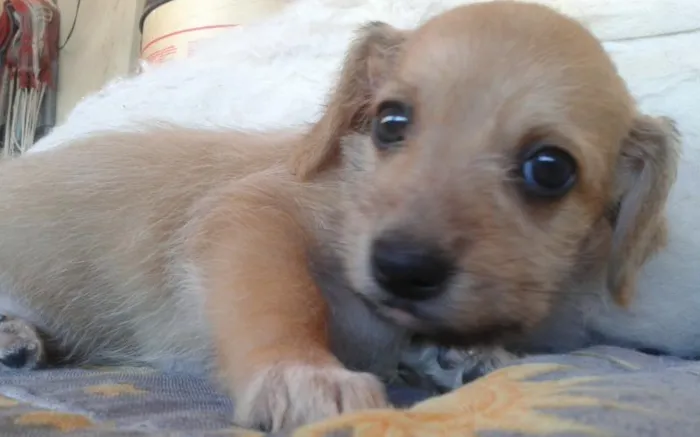 Cachorro raça vira lata idade Abaixo de 2 meses nome caramelinho