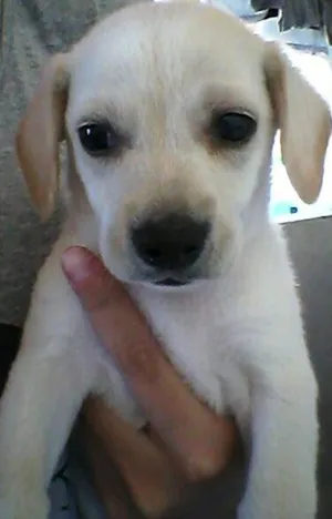Cachorro raça vira lata idade Abaixo de 2 meses nome branquinho