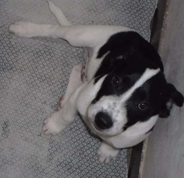 Cachorro ra a Mistura idade 2 a 6 meses nome Snoop