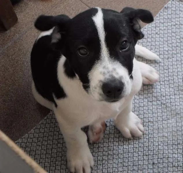 Cachorro ra a Mistura idade 2 a 6 meses nome Snoop