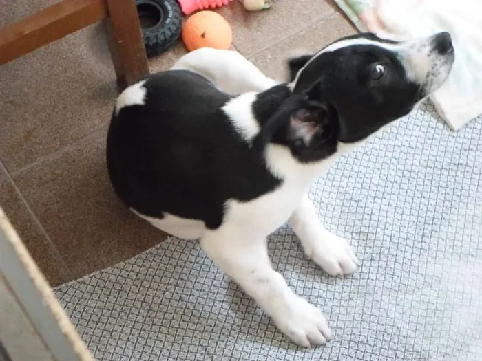 Cachorro ra a Mistura idade 2 a 6 meses nome Snoop