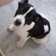 Snoop